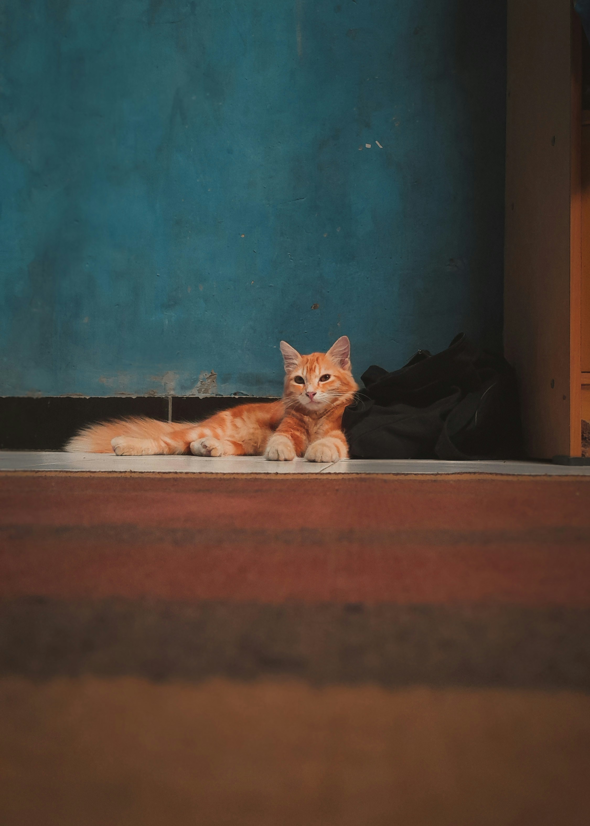 Burmese: Social Butterfly in a Small Package (image credits: unsplash)