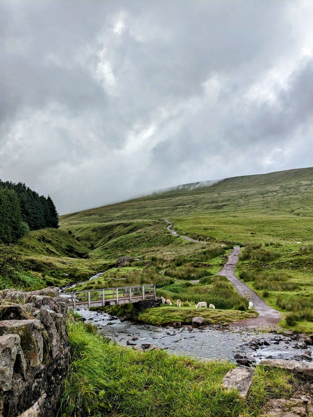 a stream running through a lush green hillside