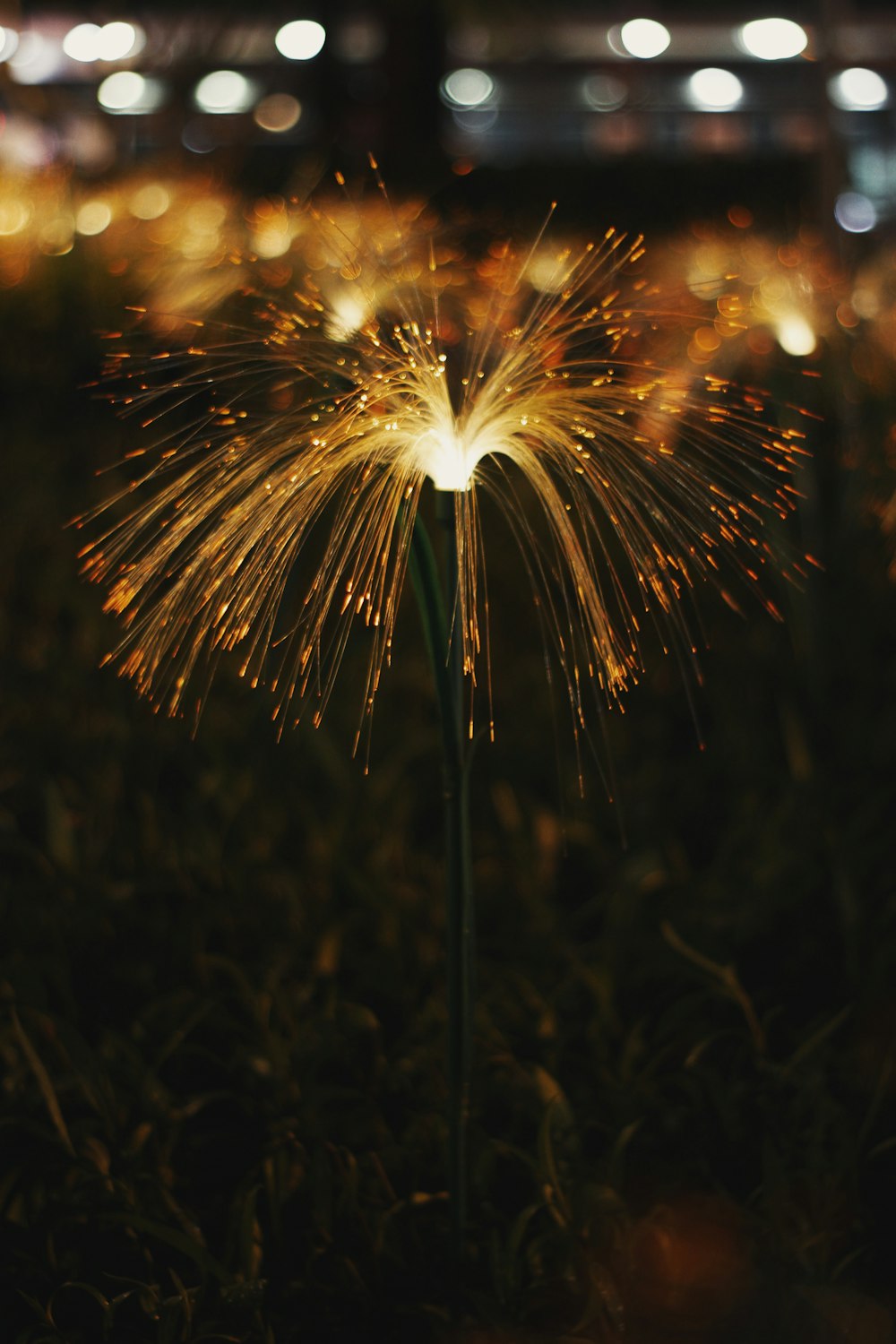 a close up of a flower with a lot of lights in the background