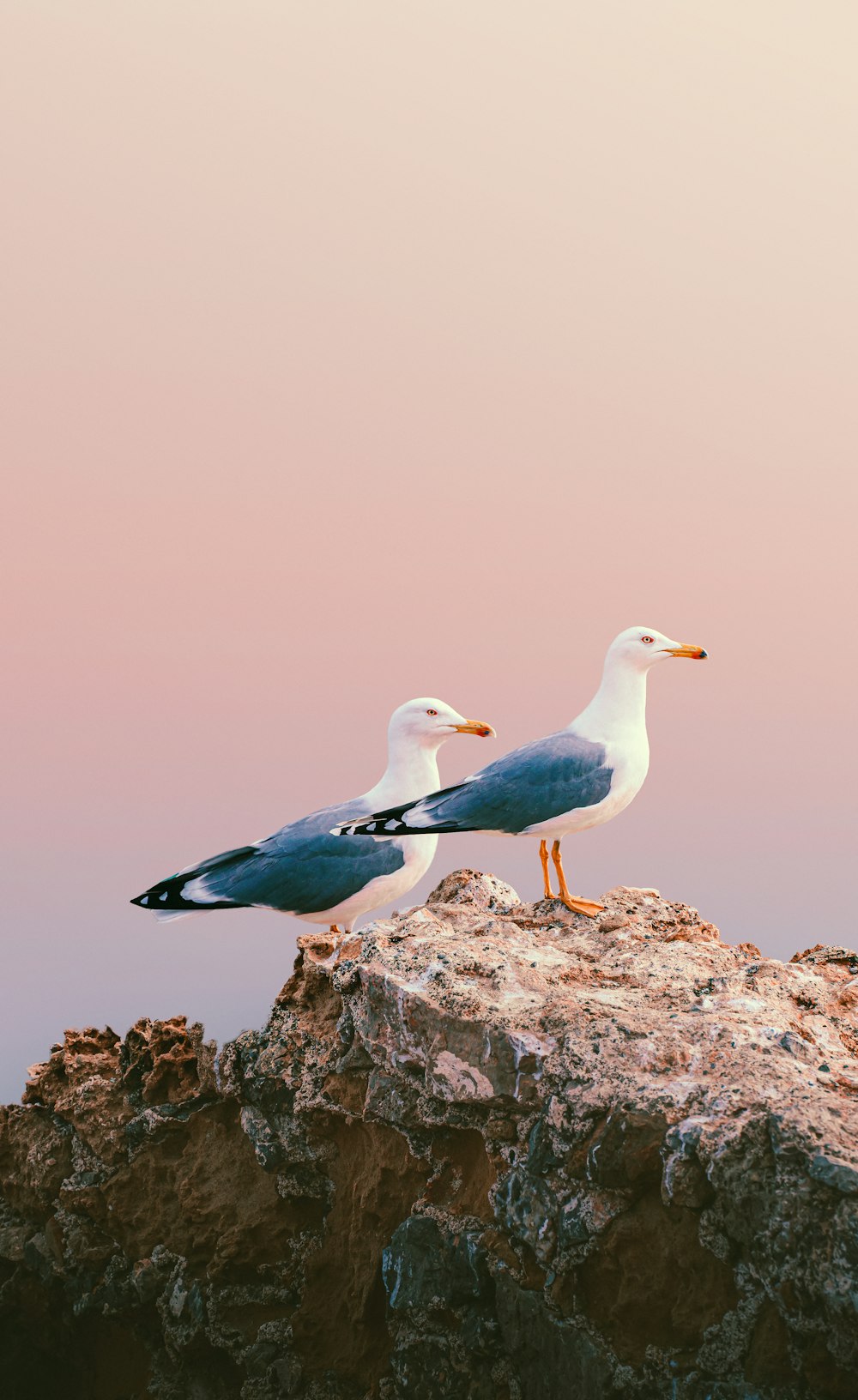 two seagulls sitting on a rock in front of a pink sky