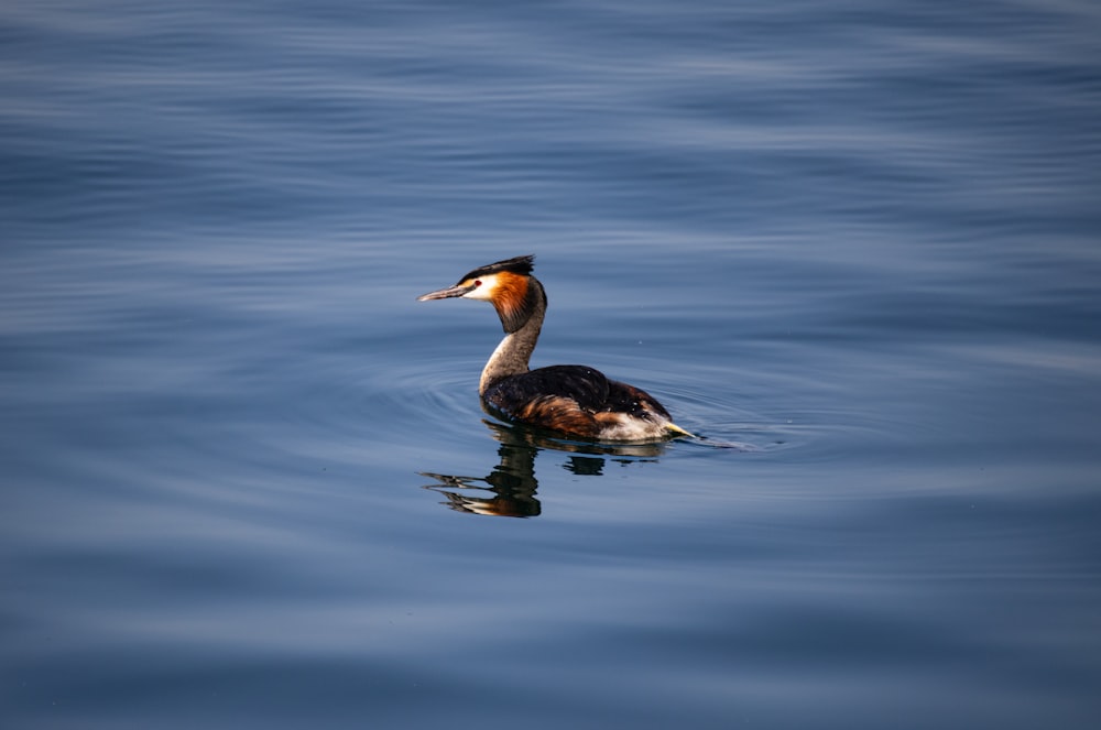 a duck floating on top of a body of water