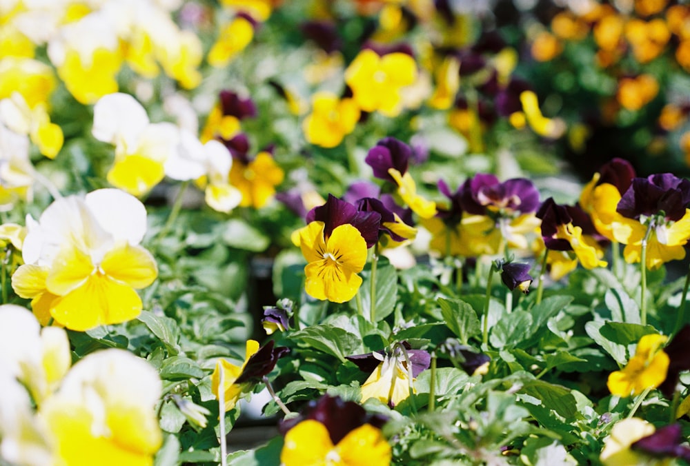 a bunch of flowers that are in the grass