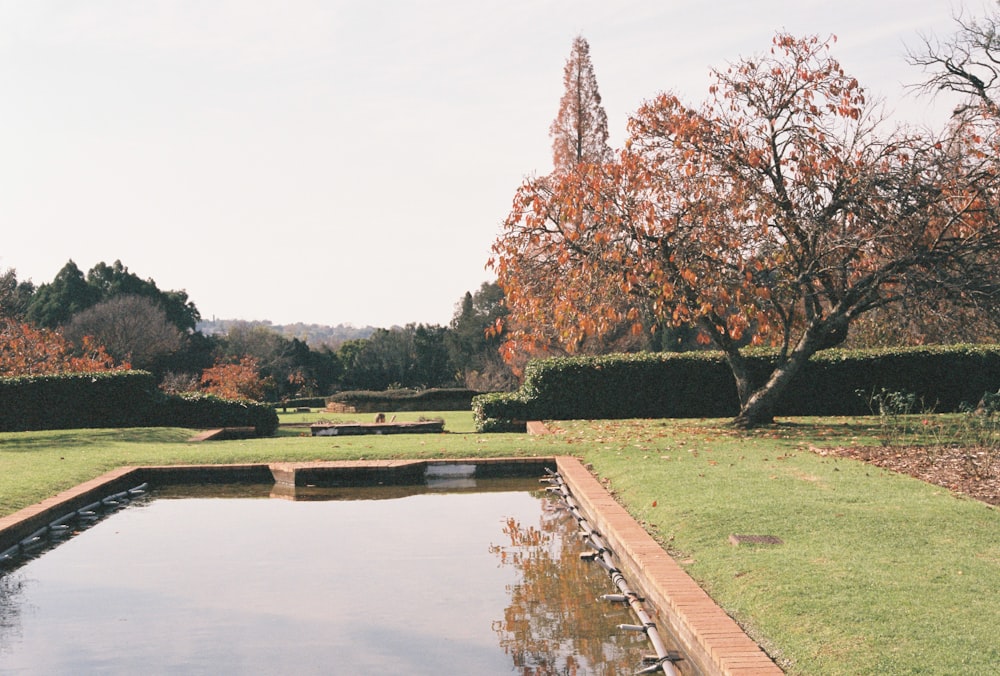 a pond in the middle of a lush green park