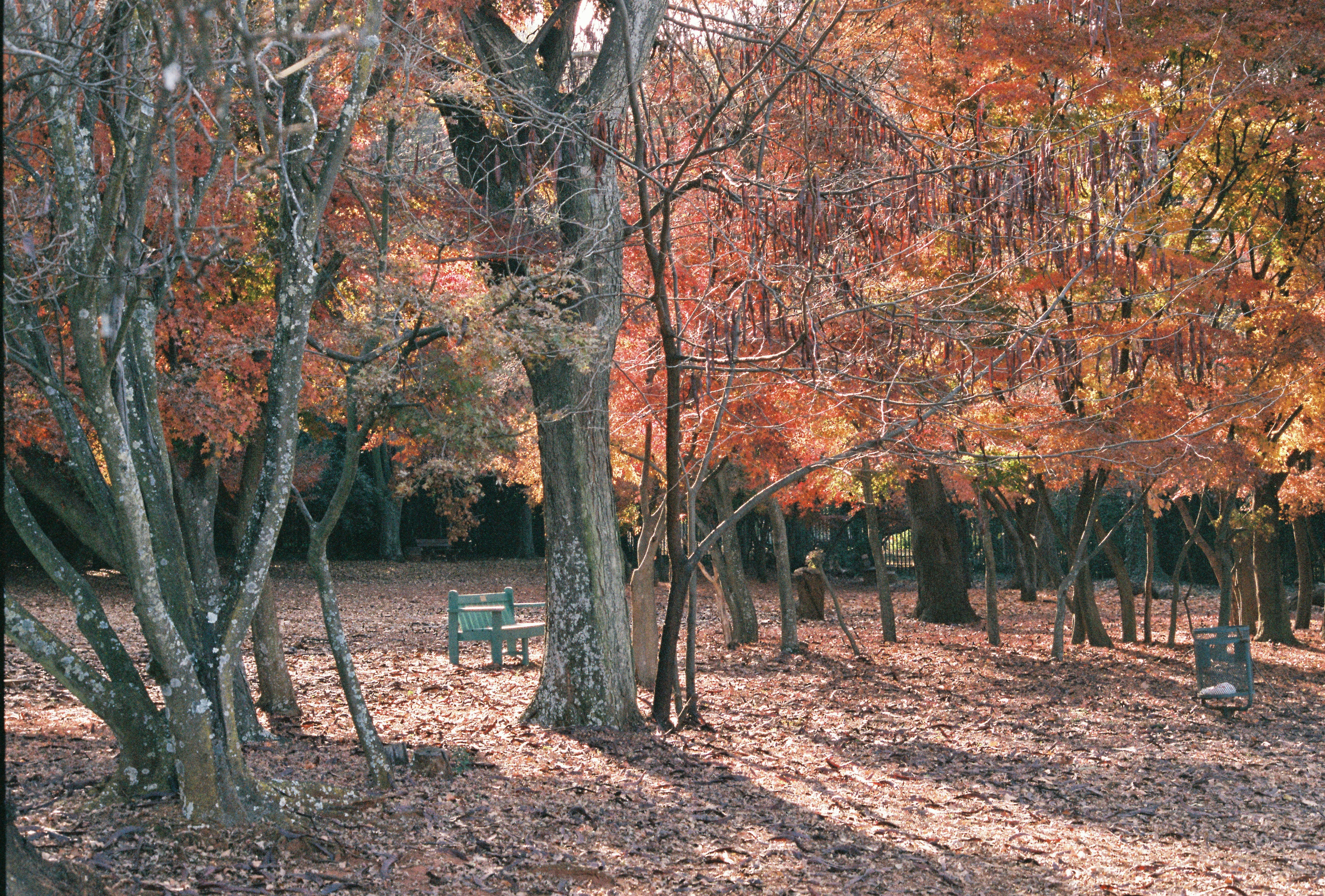 Fujicolor 400 garden landscape