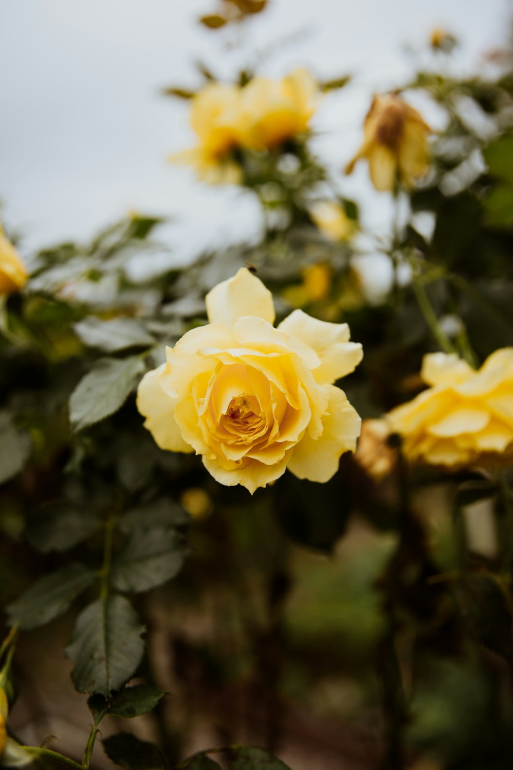 a yellow rose is blooming in a garden