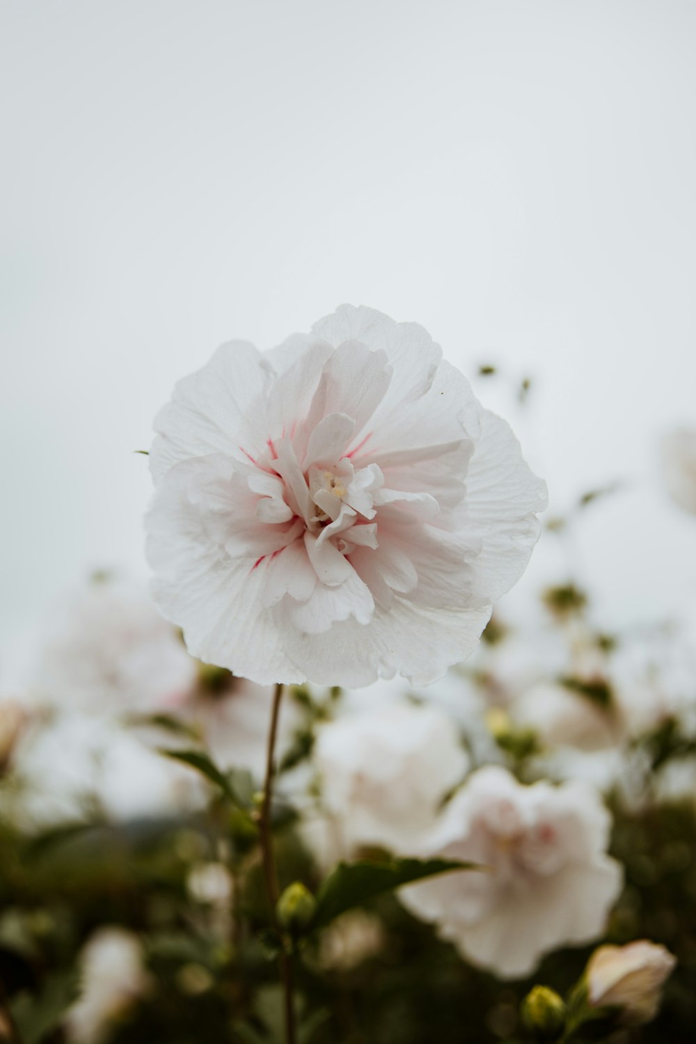 a large white flower with a pink center