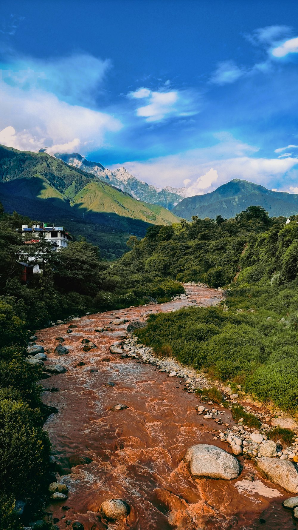 a river running through a lush green forest