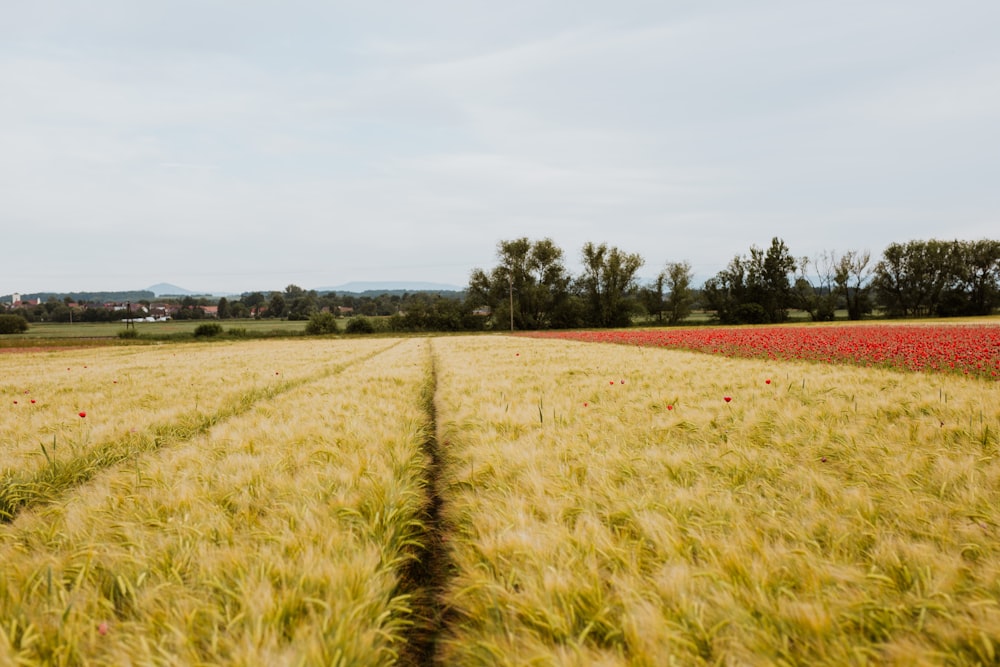 a large field of grass with a line of trees in the distance