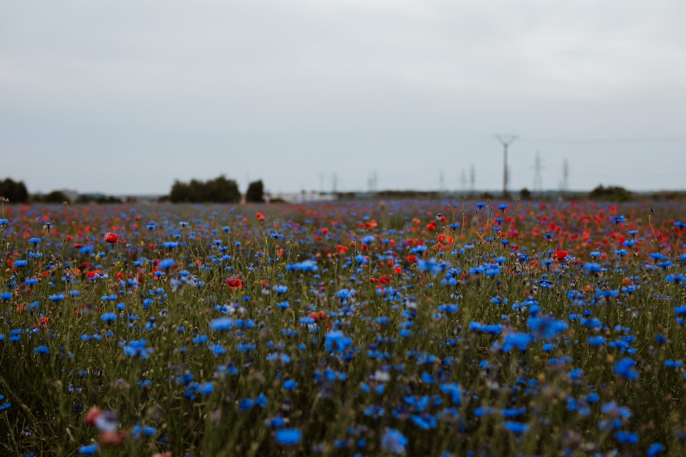 a field full of blue and red flowers