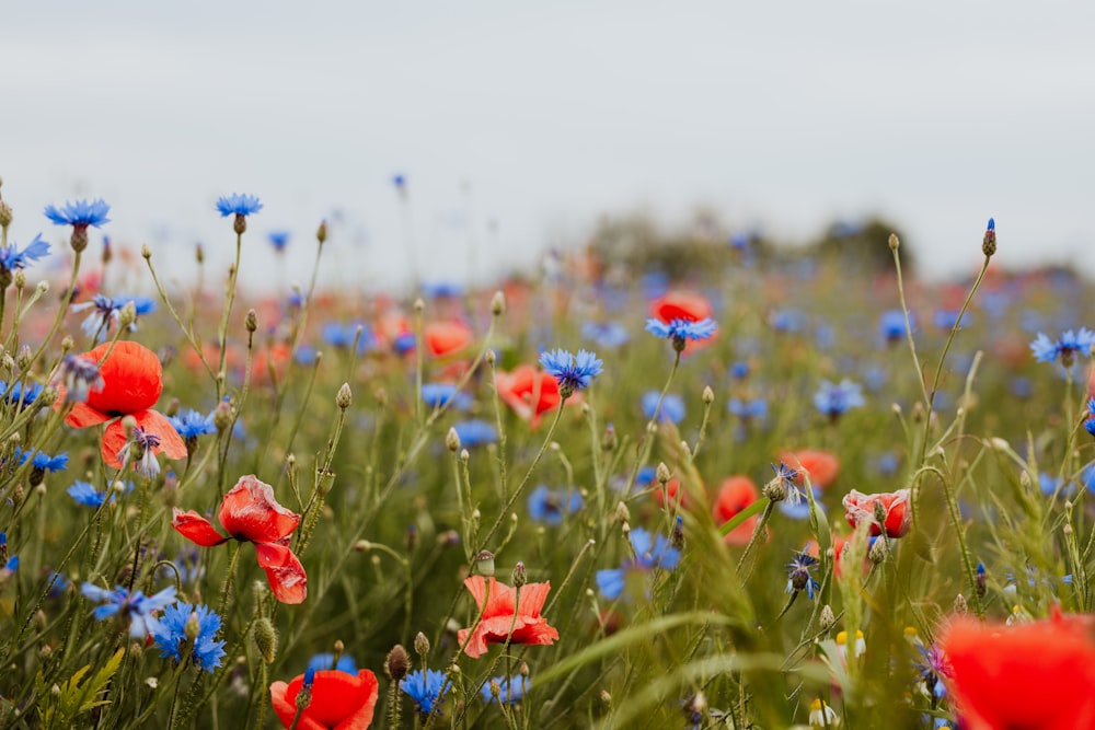 a field full of red and blue flowers