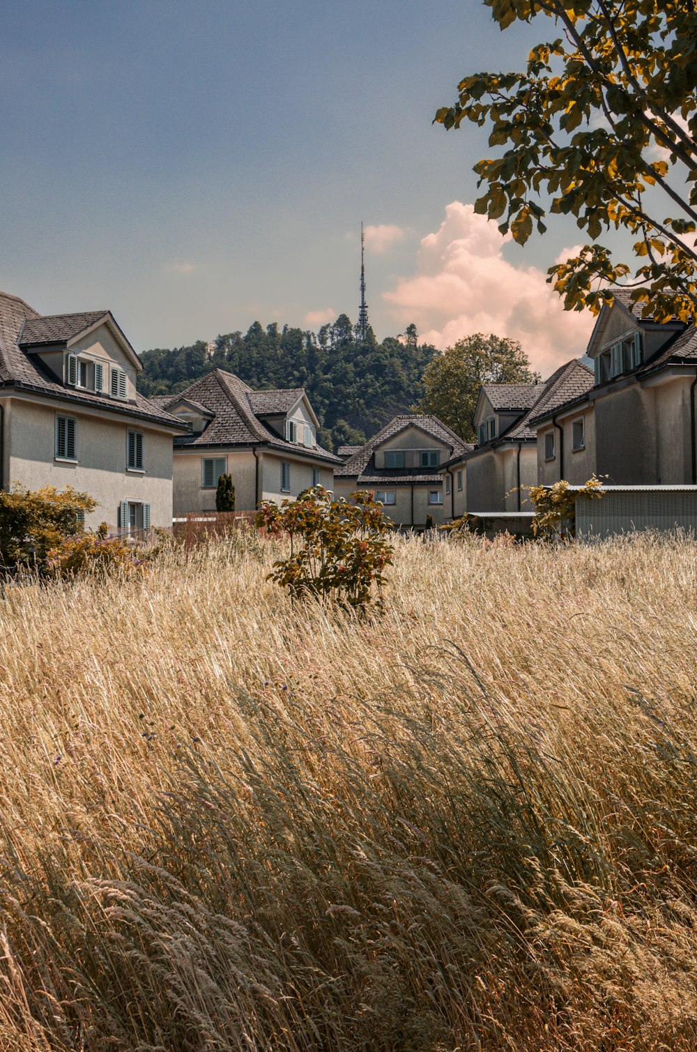 a grassy field with houses in the background