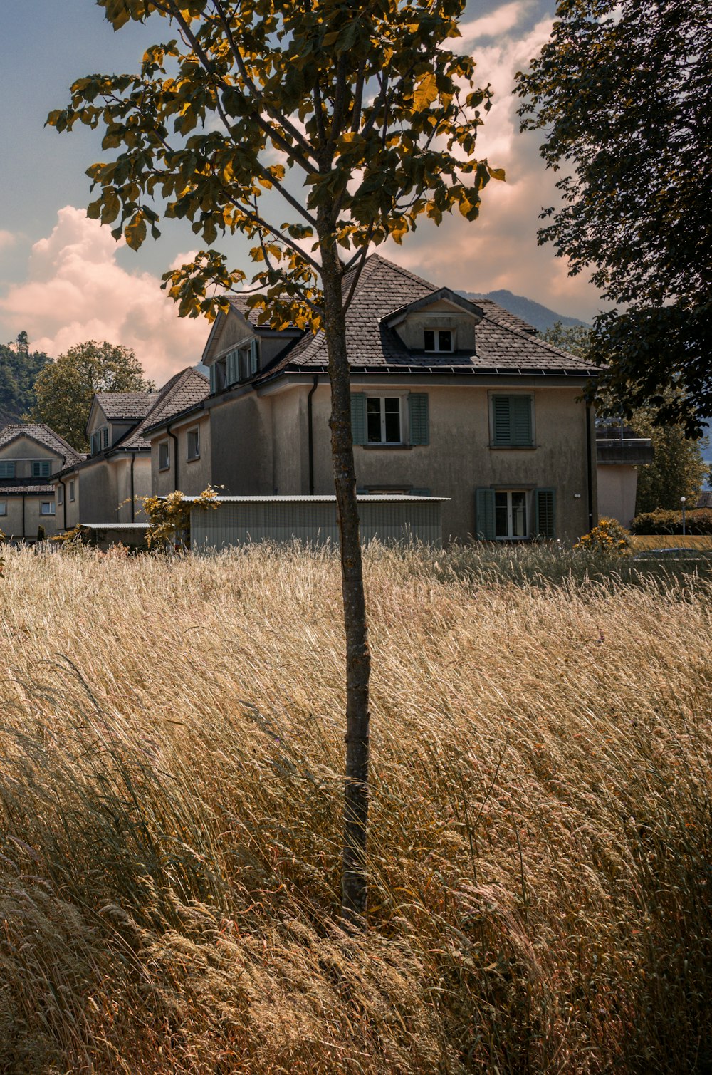 a tree in a field with a house in the background