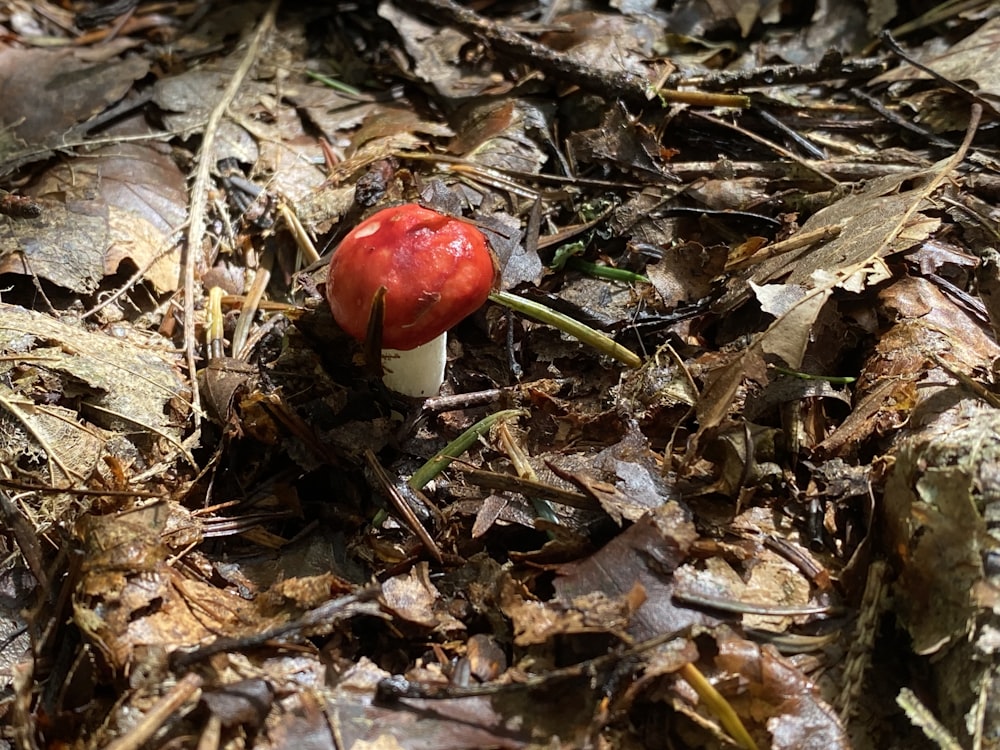 a small red mushroom sitting on the ground