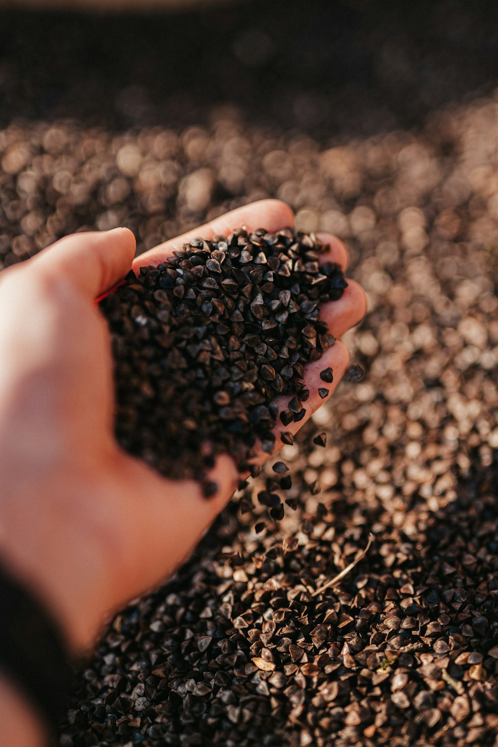 a person holding a handful of seeds in their hand