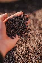 A close-up of fresh seeds held in farmer's hands in a sunny field
