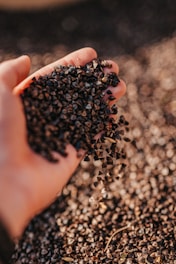 A close-up of a hand holding a small pile of dark buckwheat seeds. The background shows a blurred surface covered in more seeds, suggesting abundance.
