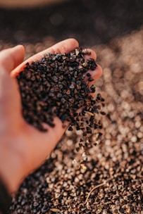 A close-up of a hand holding a small pile of dark buckwheat seeds. The background shows a blurred surface covered in more seeds, suggesting abundance.