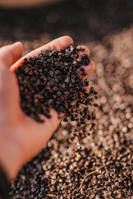 Close-up of fresh seeds spilling from a farmer's hand onto rich soil