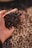 A close-up of a hand holding a small pile of dark buckwheat seeds. The background shows a blurred surface covered in more seeds, suggesting abundance.