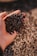 Close-up of a hand holding a handful of pristine white makhana seeds against a rustic wooden background.