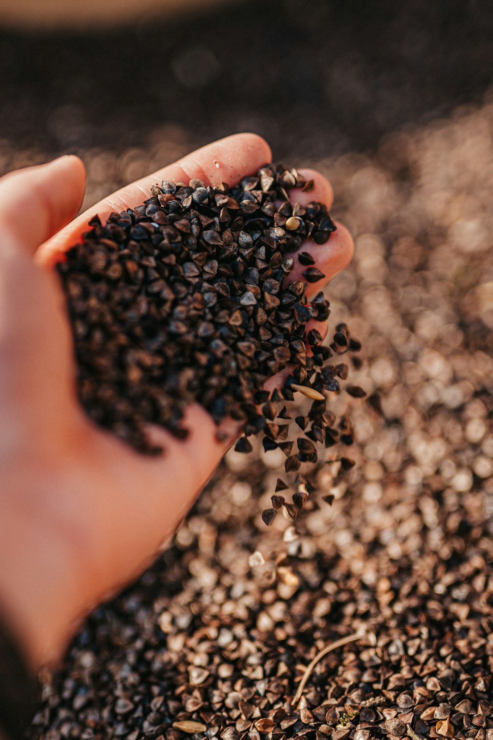 a person holding a handful of seeds in their hand