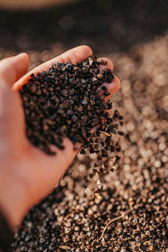 Yellow Mustard Seeds
