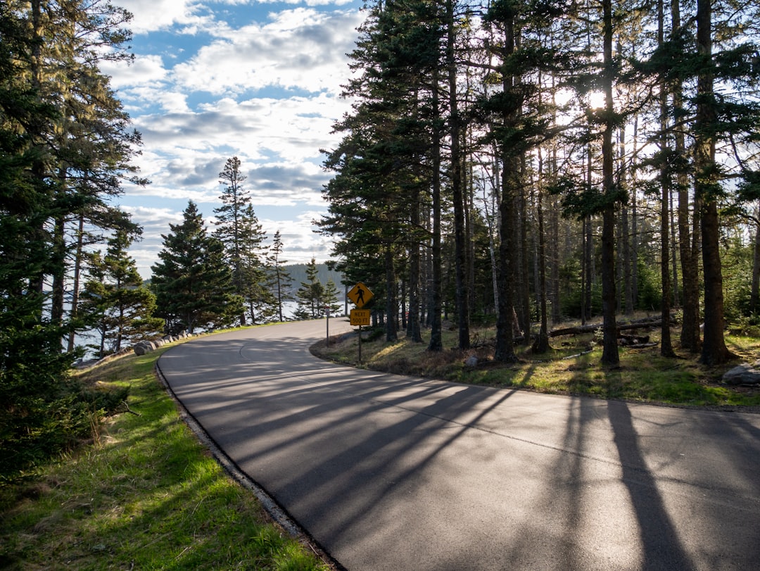 a road in the middle of a wooded area