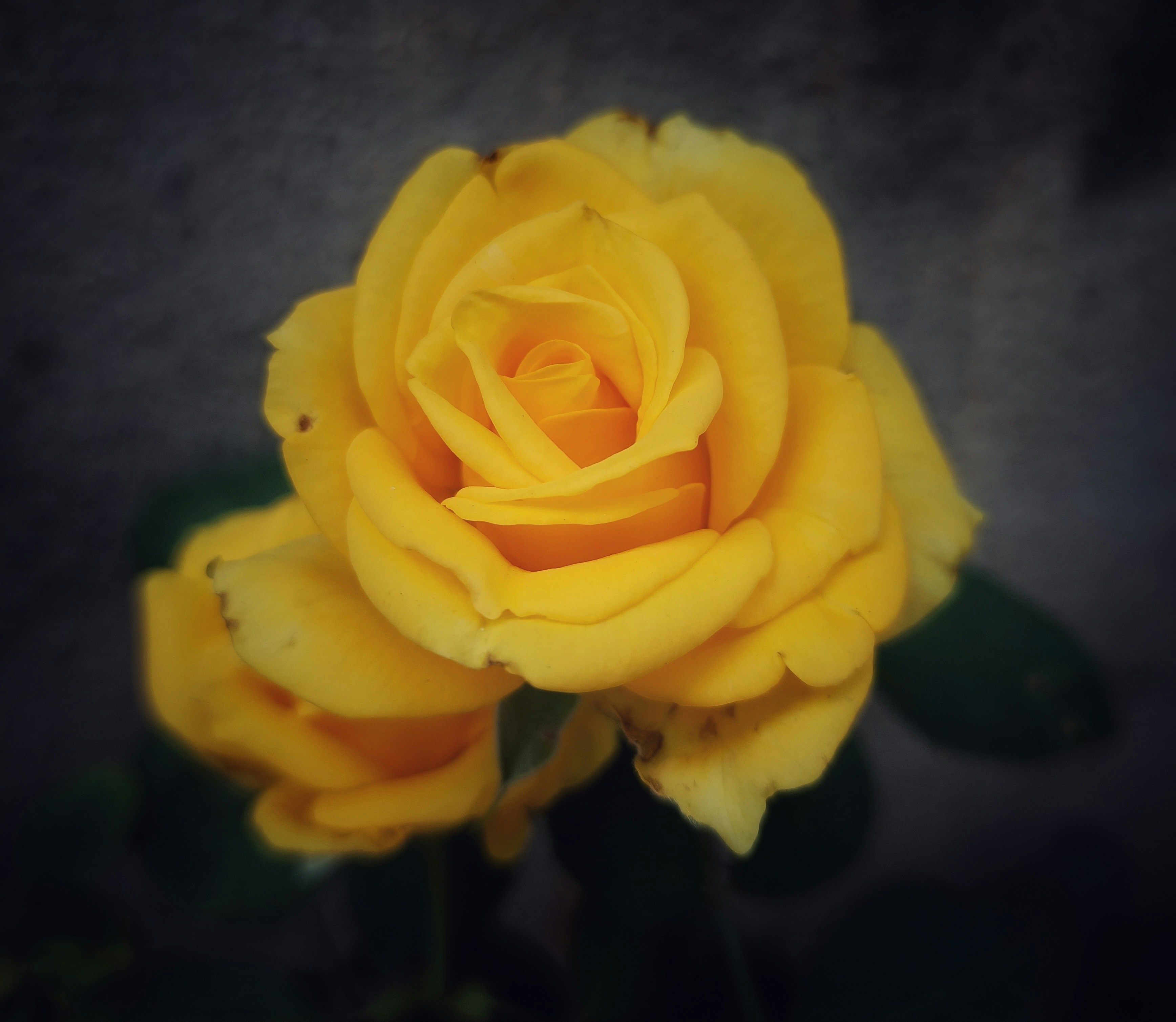 Photo by dollyunsplash