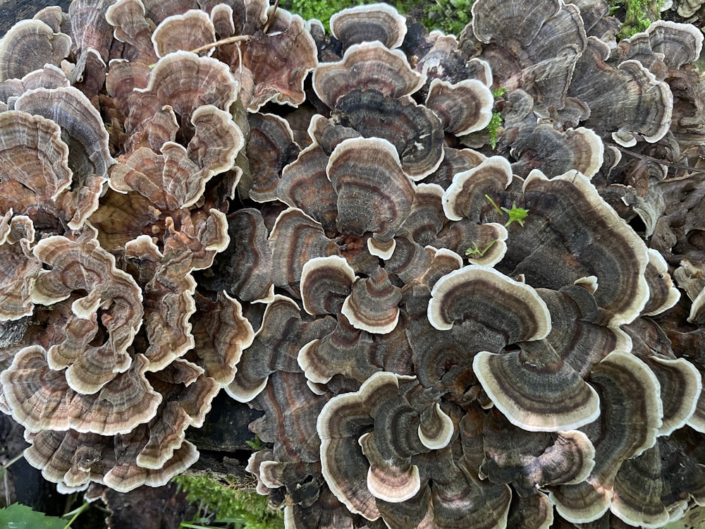 Gros plan d’un bouquet de champignons sur un arbre
