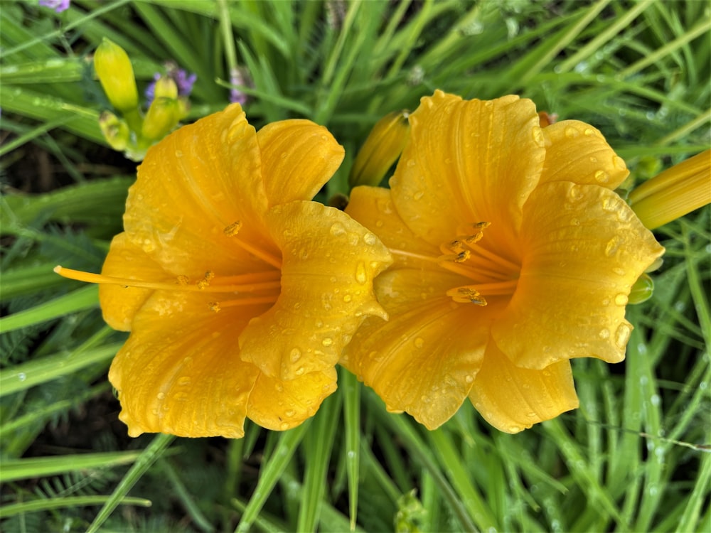 two yellow flowers with water droplets on them