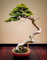 A bonsai tree with a twisted trunk and lush green foliage is placed in an oval, reddish pot. The tree's intricate branches fan out in a natural style, standing against a simple beige background. The floor is made of dark wood, enhancing the natural and artistic aesthetics of the bonsai.