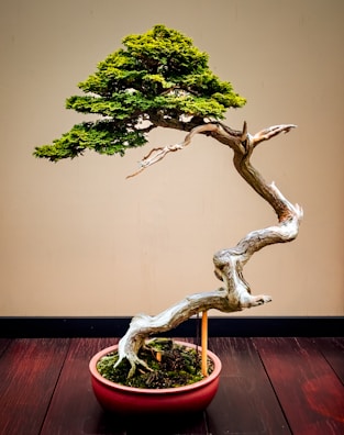 A bonsai tree with a twisted trunk and lush green foliage is placed in an oval, reddish pot. The tree's intricate branches fan out in a natural style, standing against a simple beige background. The floor is made of dark wood, enhancing the natural and artistic aesthetics of the bonsai.