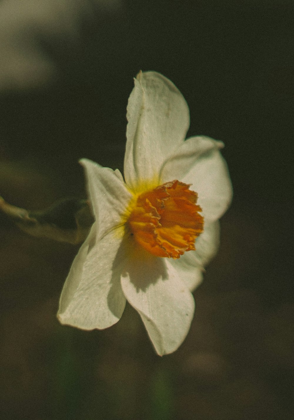 a single white flower with a yellow center