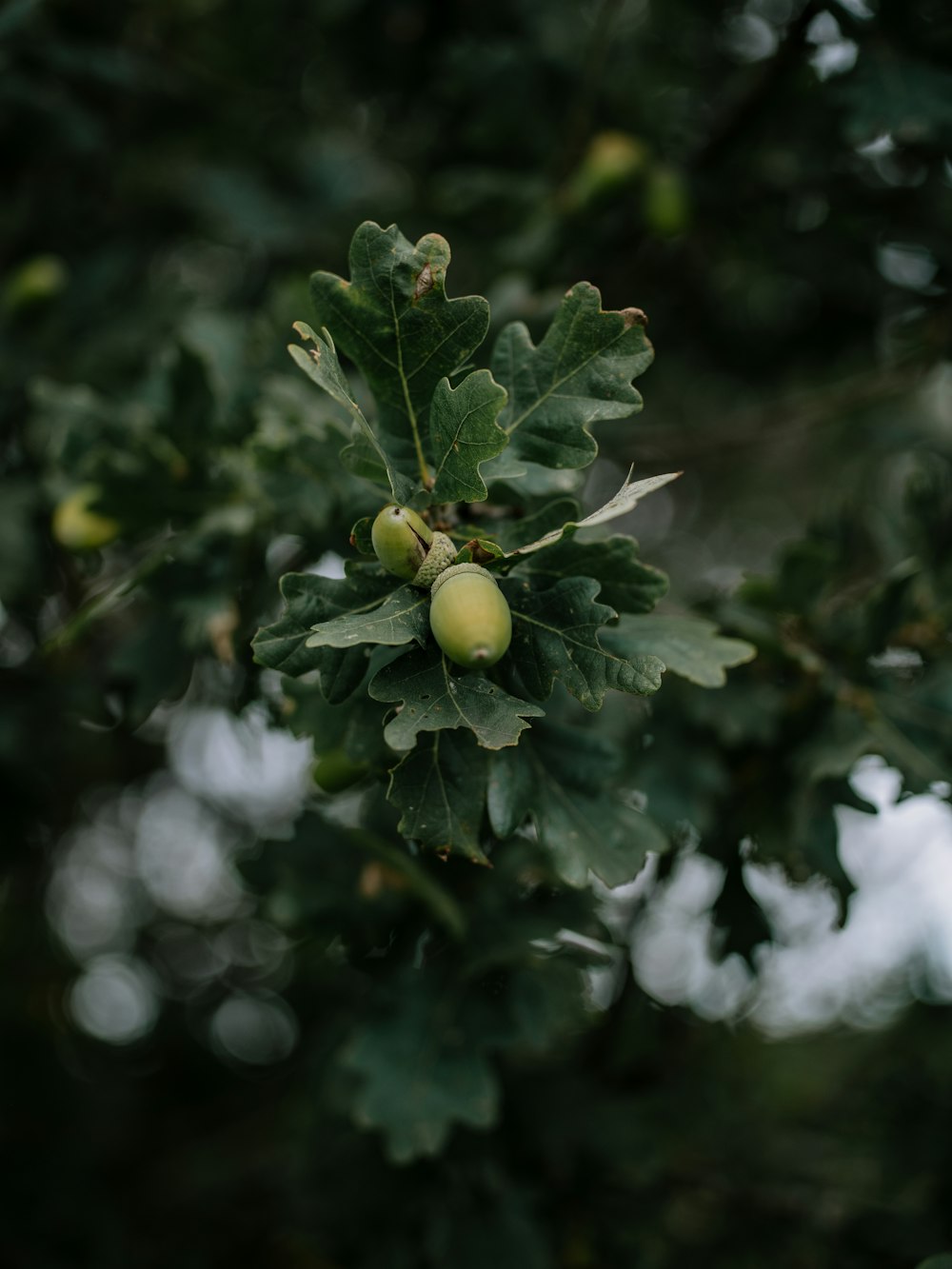 a close up of a tree with green leaves