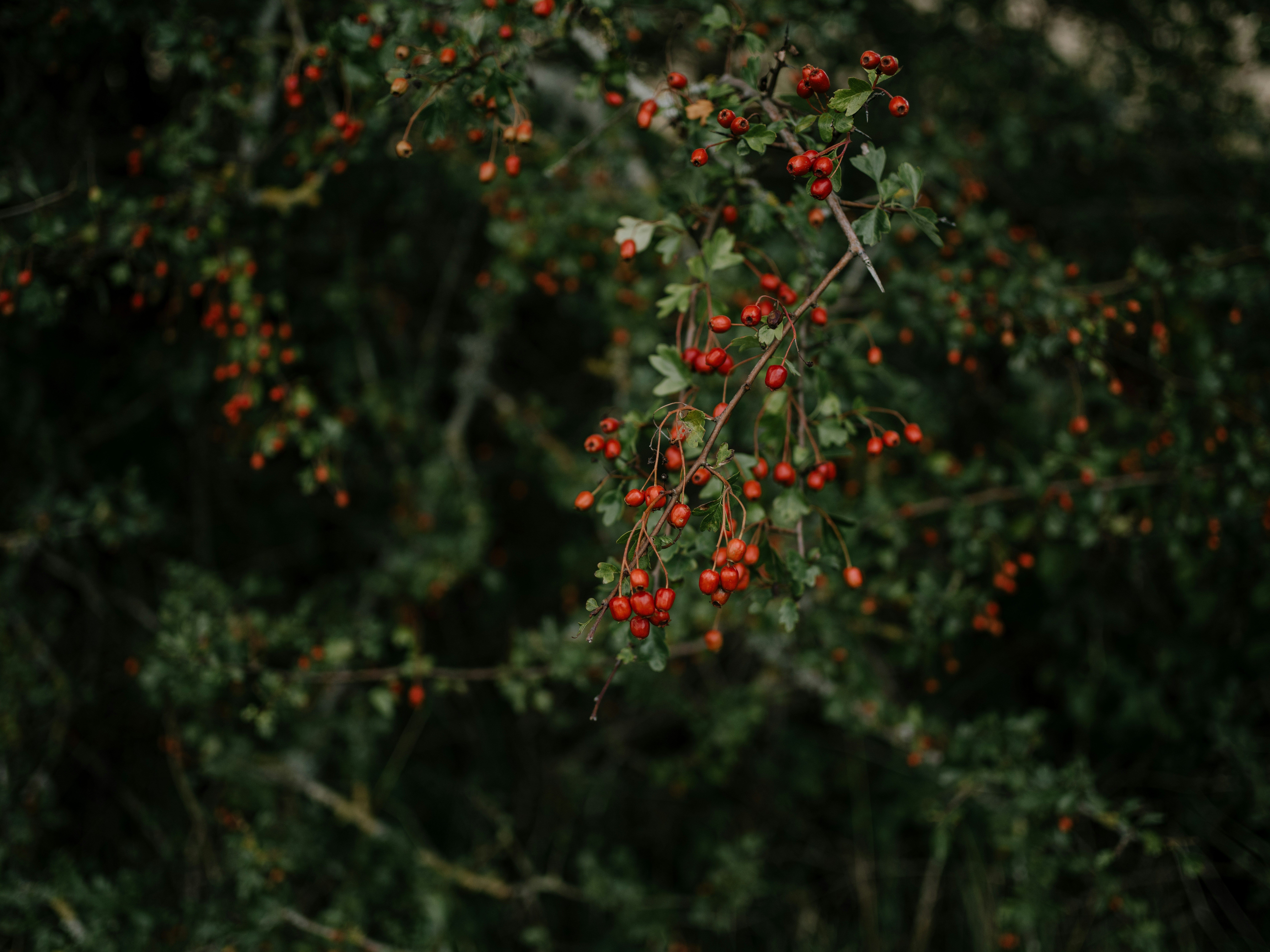 a bunch of red berries hanging from a tree