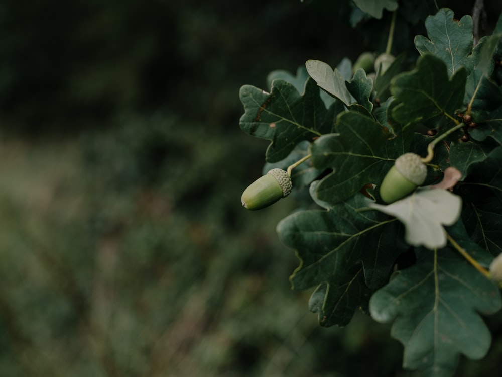 a close up of a leaf and acorns on a tree