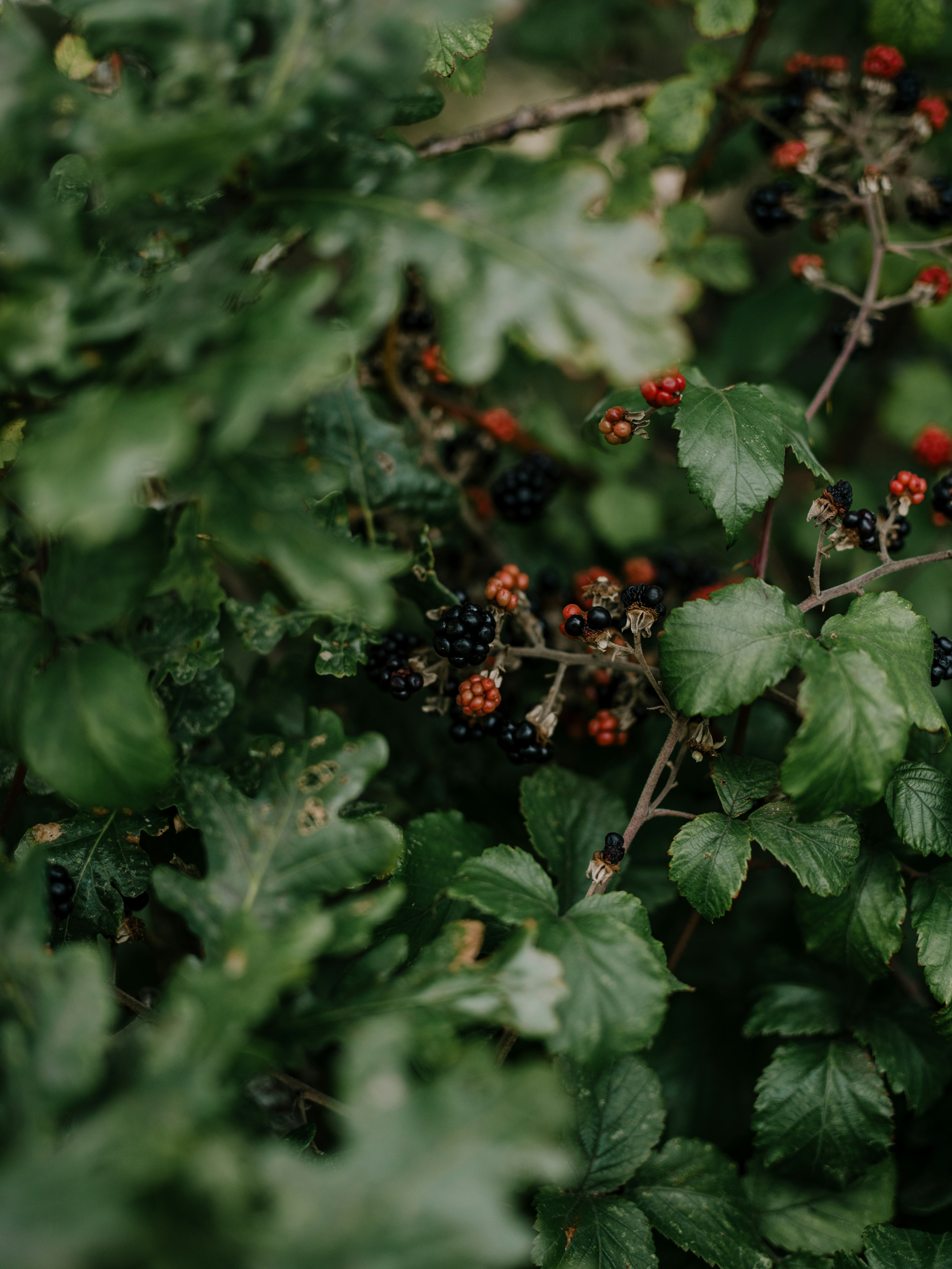 a bush with berries and green leaves on it