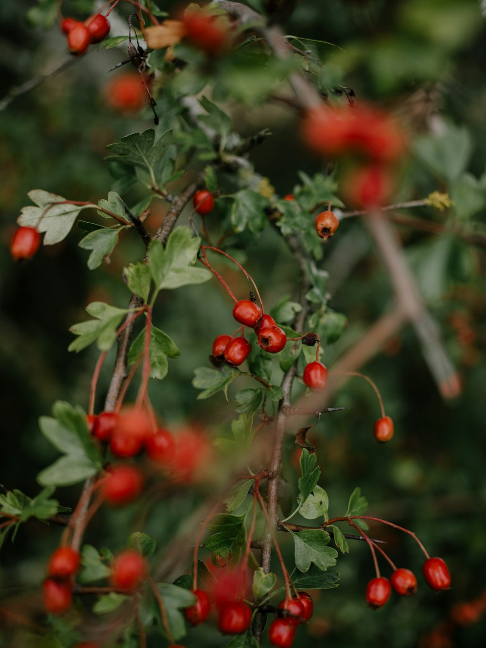 a bunch of red berries hanging from a tree