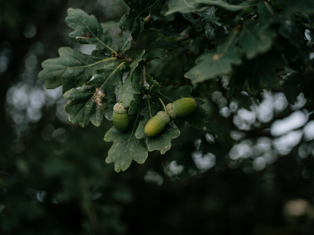 a bunch of green leaves hanging from a tree