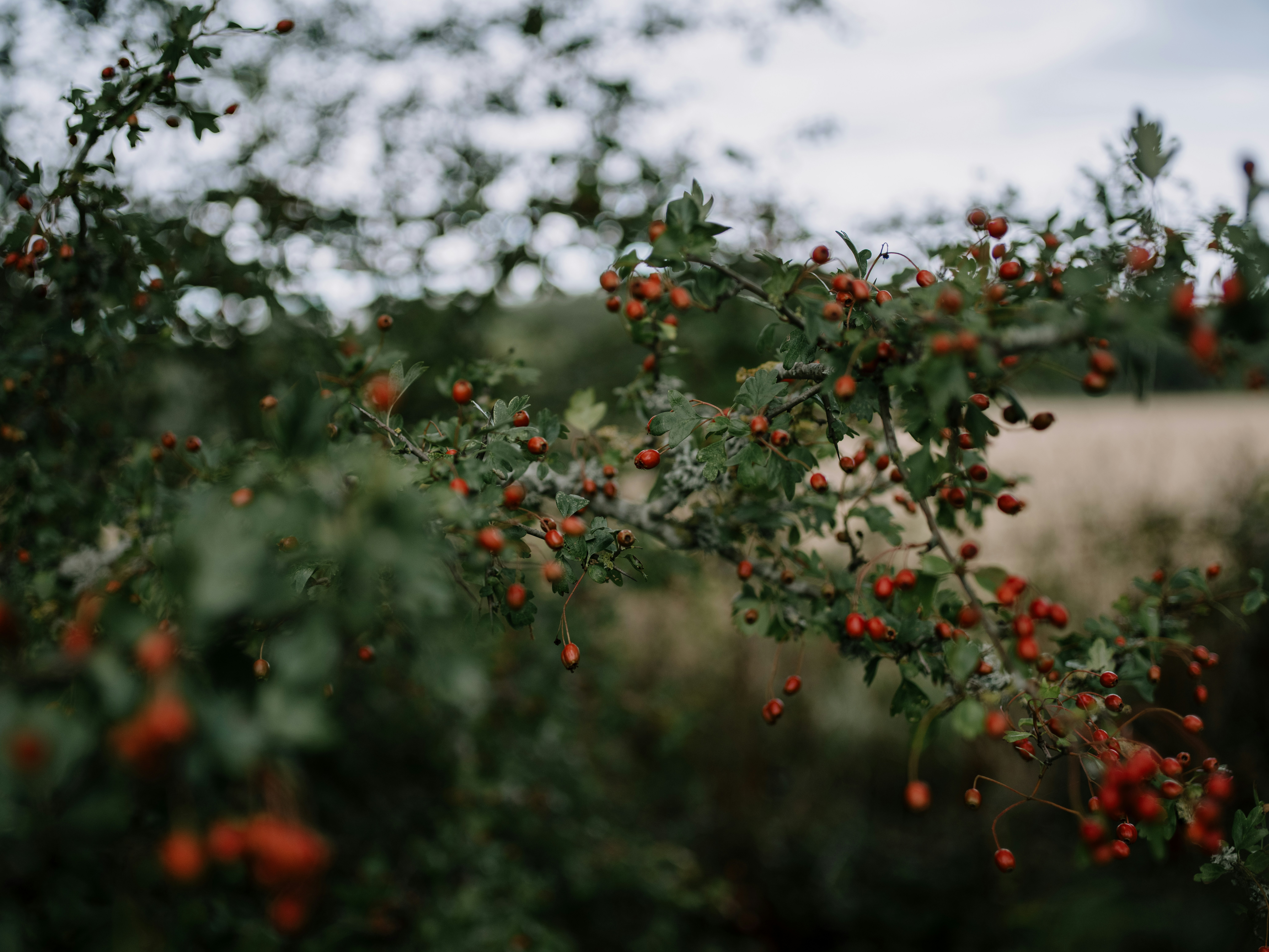 a bush with red berries growing on it