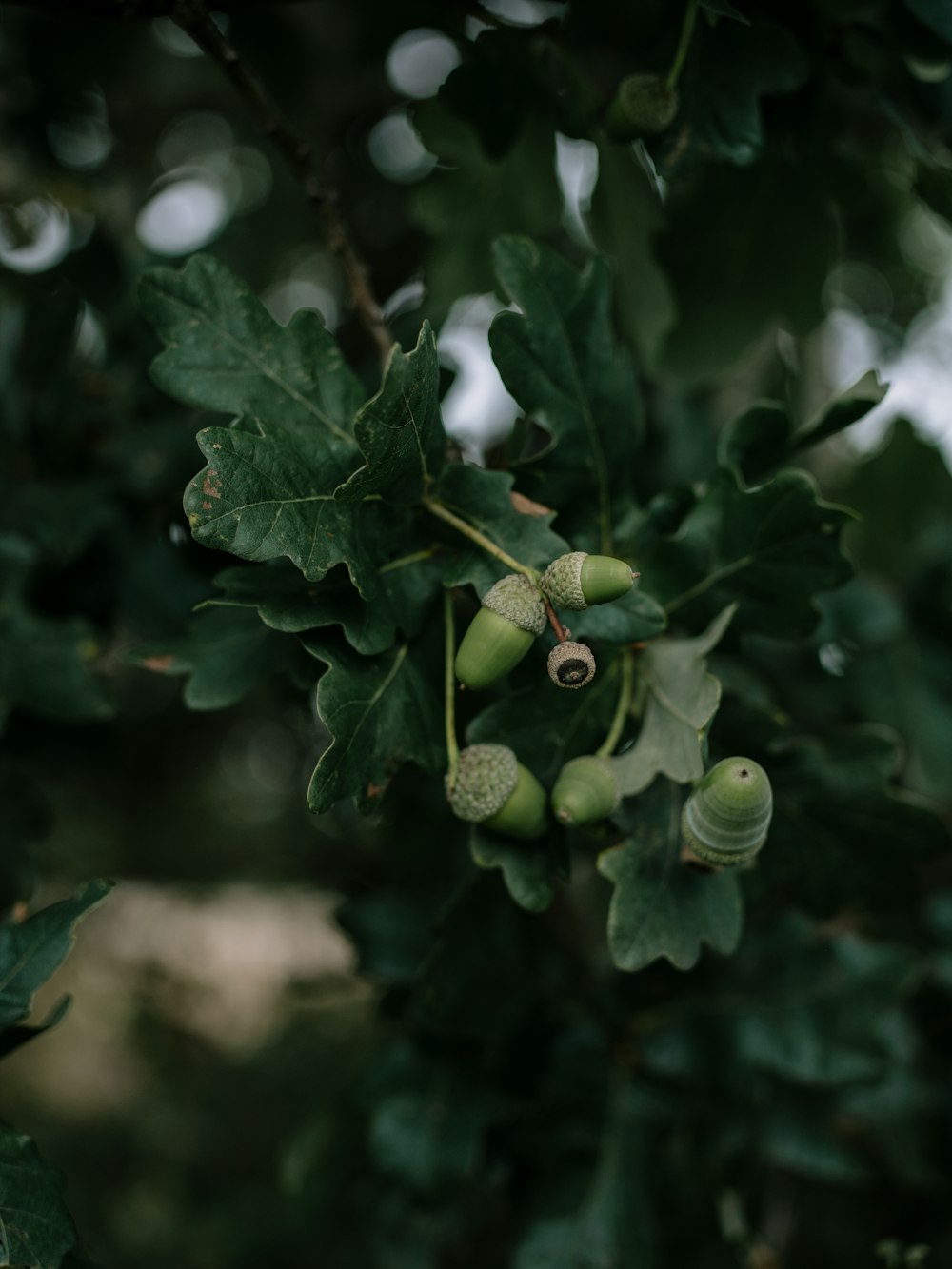 a close up of a tree with leaves and nuts