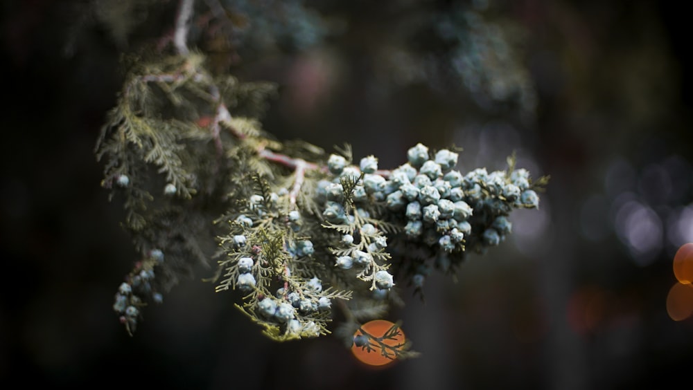 a close up of a tree branch with white flowers