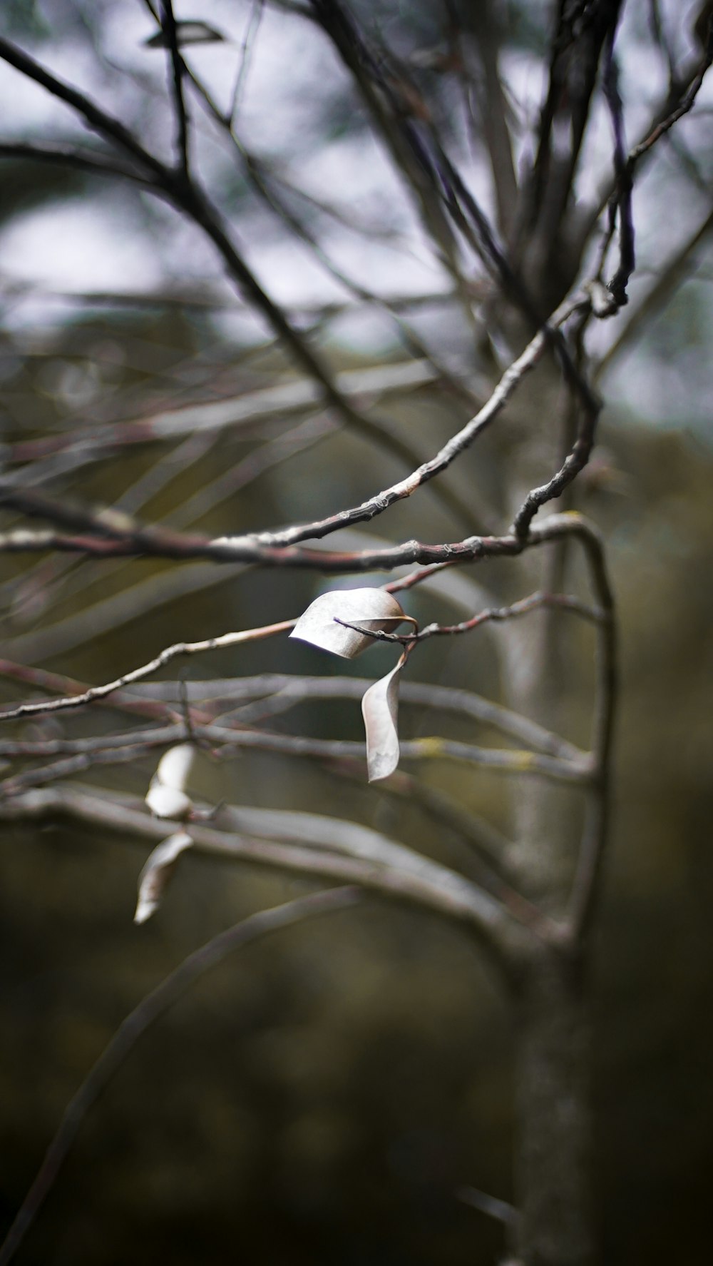 a tree branch with some white leaves on it