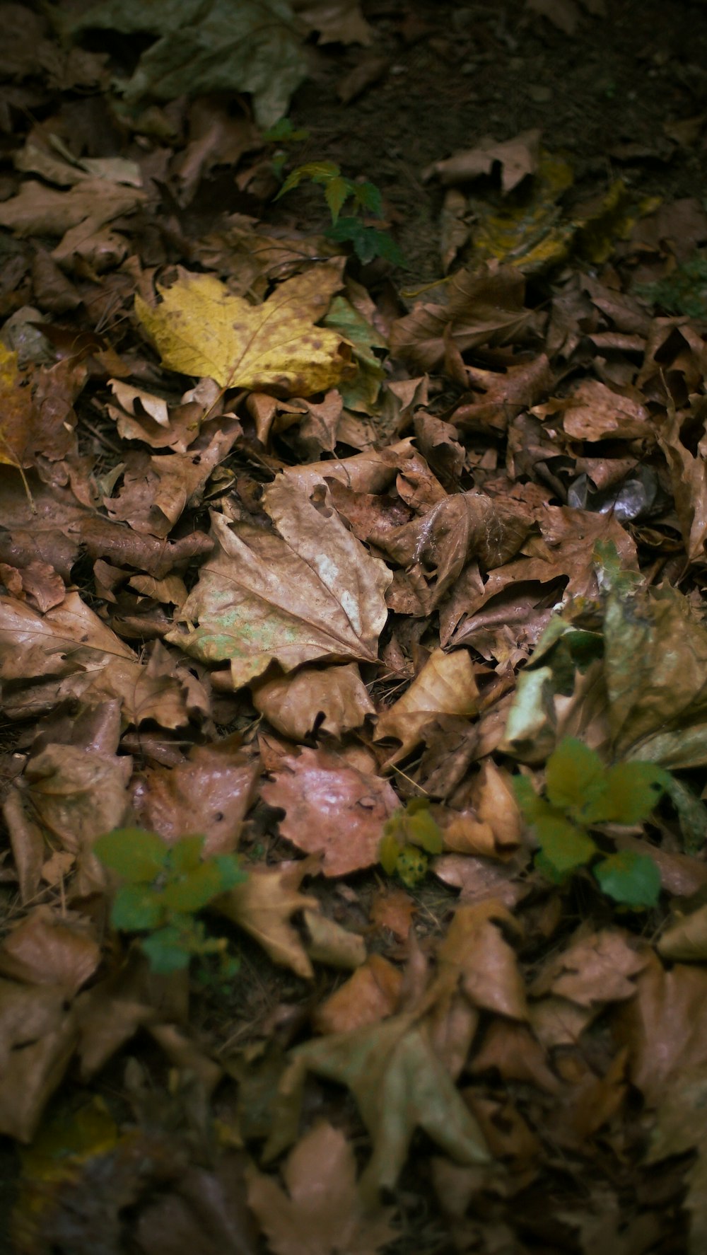 a dog is laying in the leaves on the ground