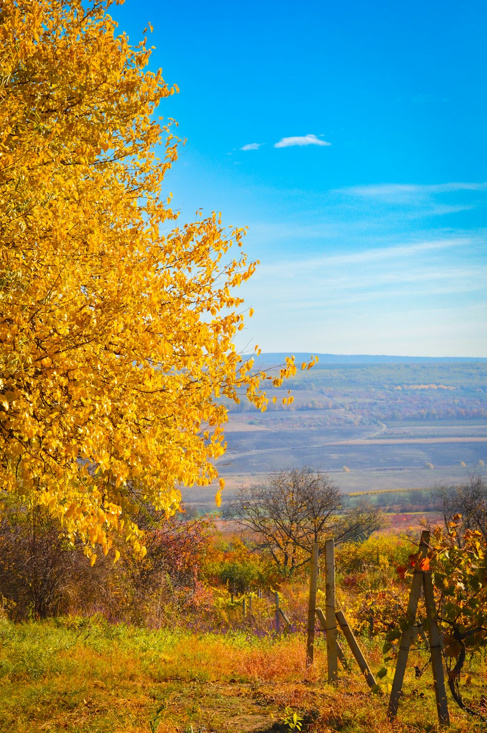 a tree with yellow leaves in a field