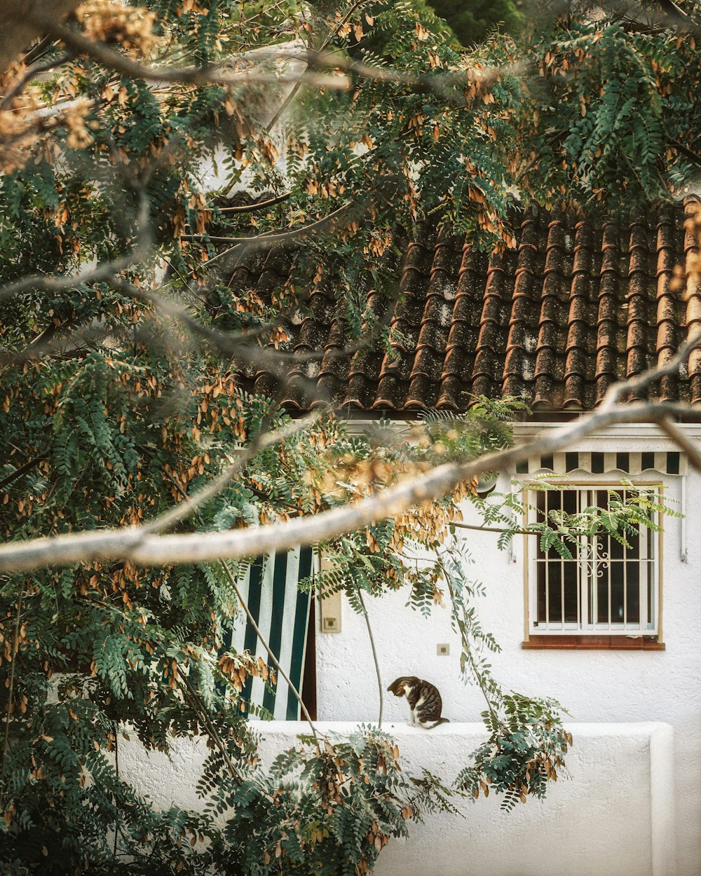 a cat sitting on a window sill next to a tree