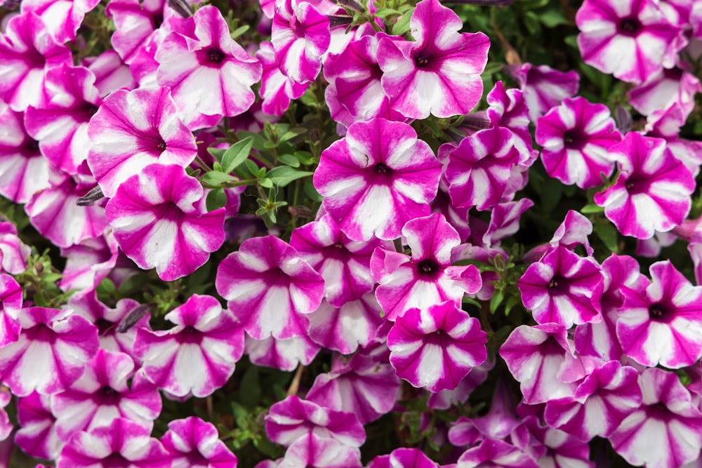 a close up of a bunch of purple flowers