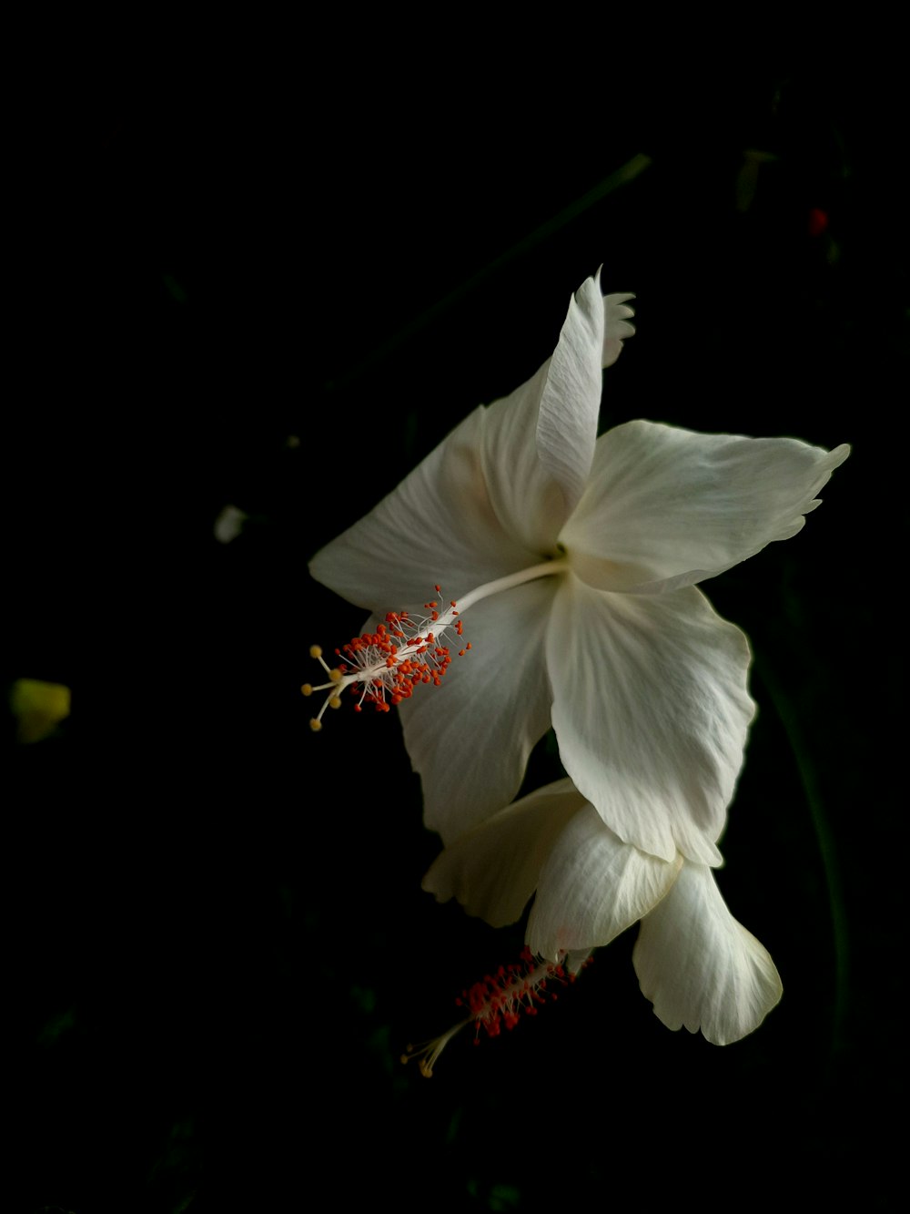 a white flower with red stamens on a black background