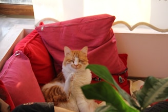 A relaxed orange and white cat sitting among a cluster of red and pink cushions, with a green plant partially obstructing the view in the foreground. The cat appears to be grooming itself, adding a cozy and peaceful feel to a bright and comfortable living space.