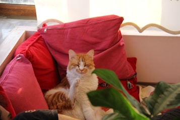 A relaxed orange and white cat sitting among a cluster of red and pink cushions, with a green plant partially obstructing the view in the foreground. The cat appears to be grooming itself, adding a cozy and peaceful feel to a bright and comfortable living space.